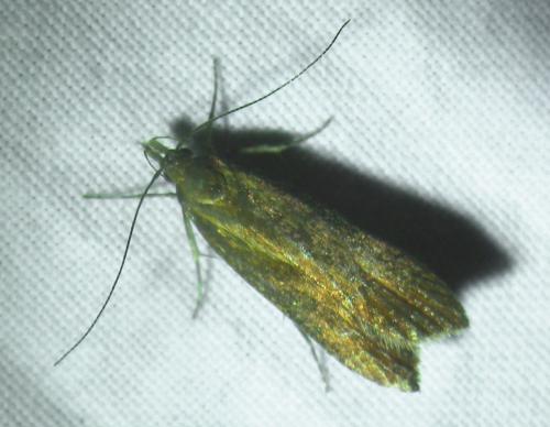 Dichomeris sp.